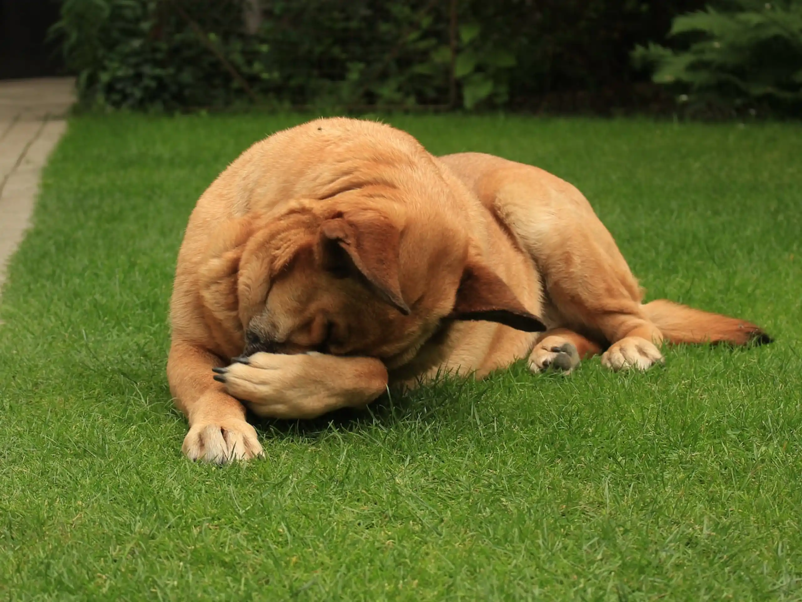 What Does A Staph Infection Look Like On A Dog